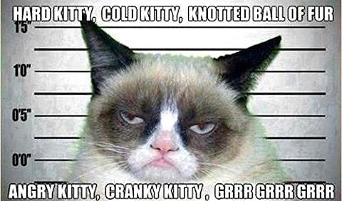 cranky kitty