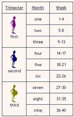 pregnancy stations chart