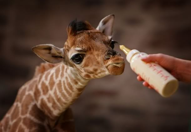 Babygiraffe5.jpg