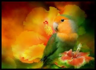 Beautiful Bird Pictures, Images and Photos