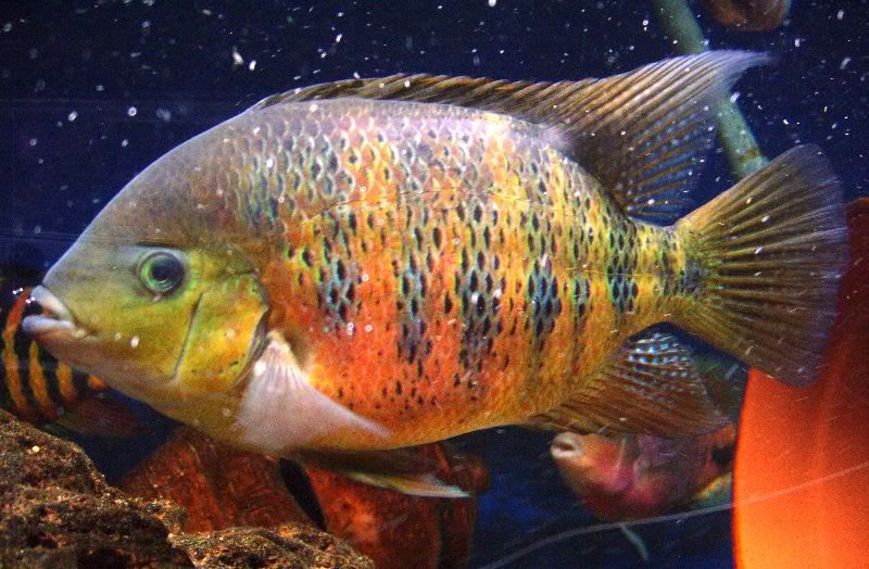 Bocourti Cichlid