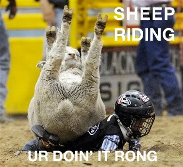 sheep-riding.jpg