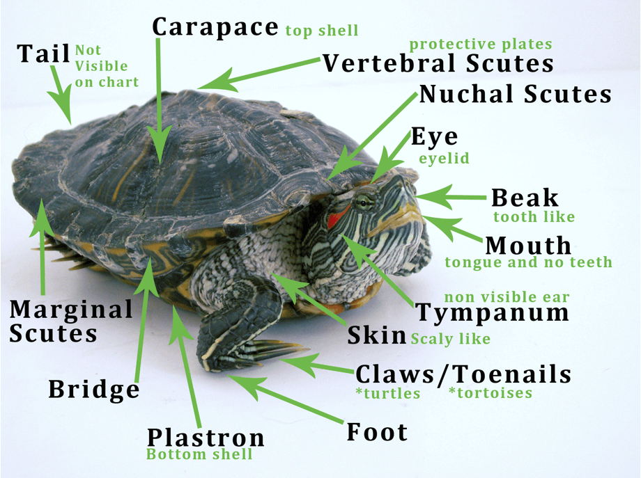 turtle-anatomy_zpskvf9fz92.png