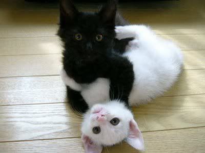 black-white-cat