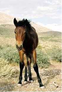 Horse slaughter,wild horses BLM