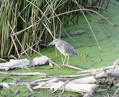 IMAGE: http://i229.photobucket.com/albums/ee139/TsPoet/chamna-0101.jpg