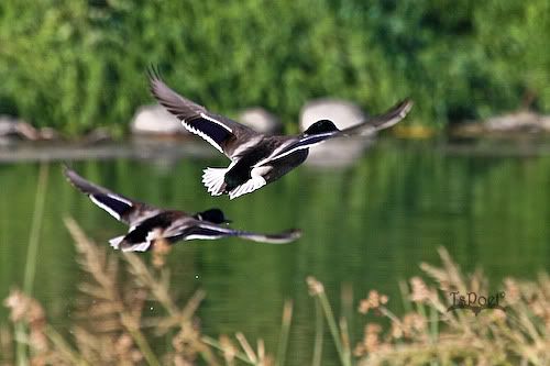 IMAGE: http://i229.photobucket.com/albums/ee139/TsPoet/chamna-0116.jpg