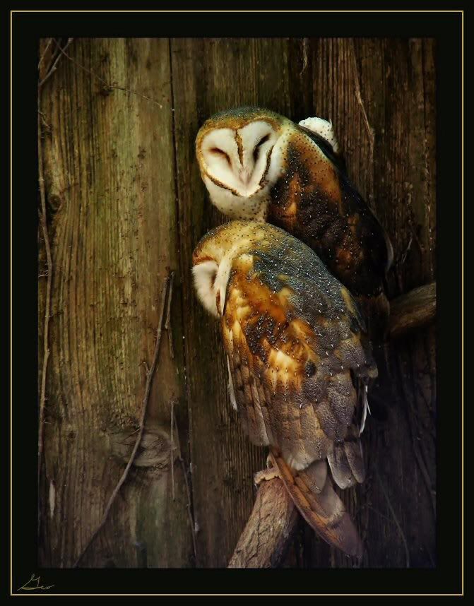 095BARNOWLS23.jpg