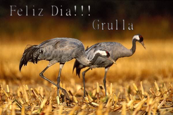 4415__200grulla.jpg picture by mibebe04