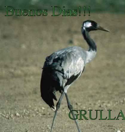 grulla-comunGRULLA.jpg