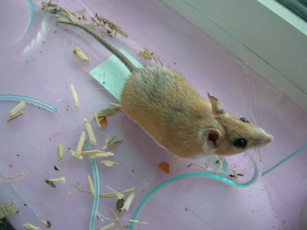 Arabian spiny mice for sale Reptile Forums
