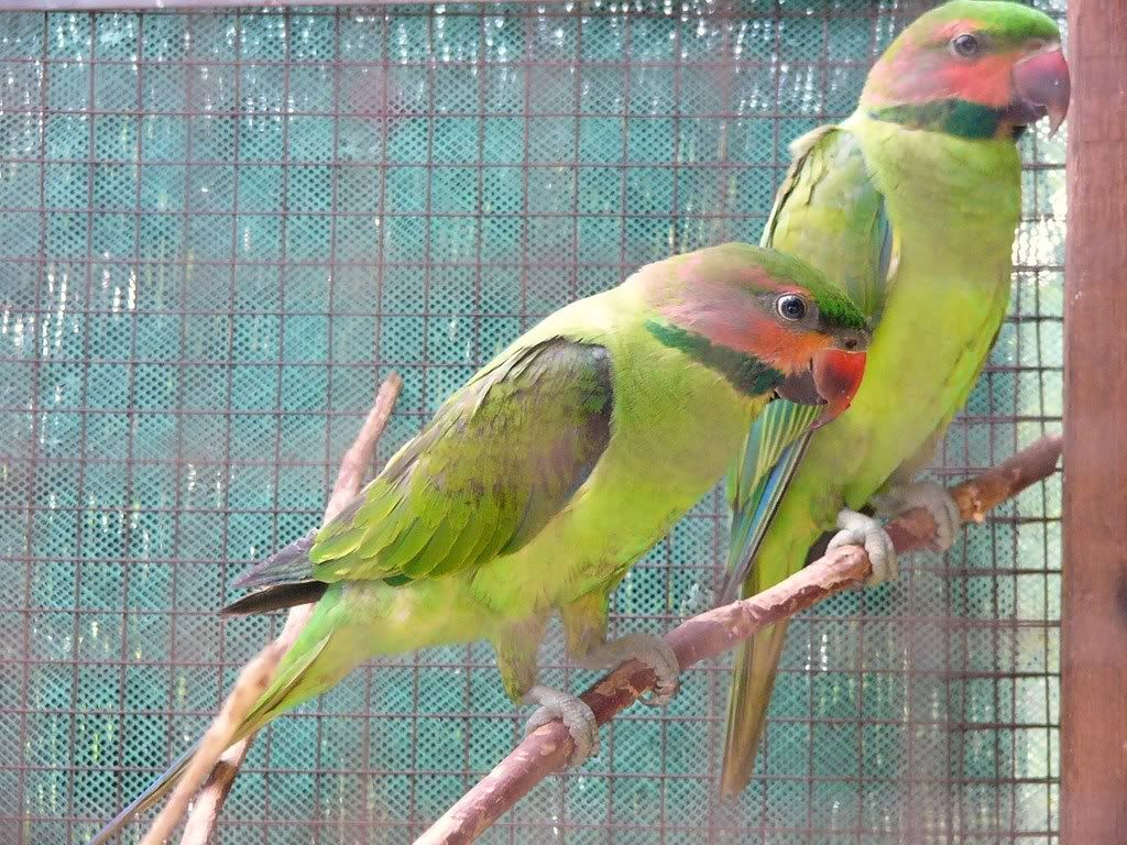 Bayan Malaysia Bird Forum