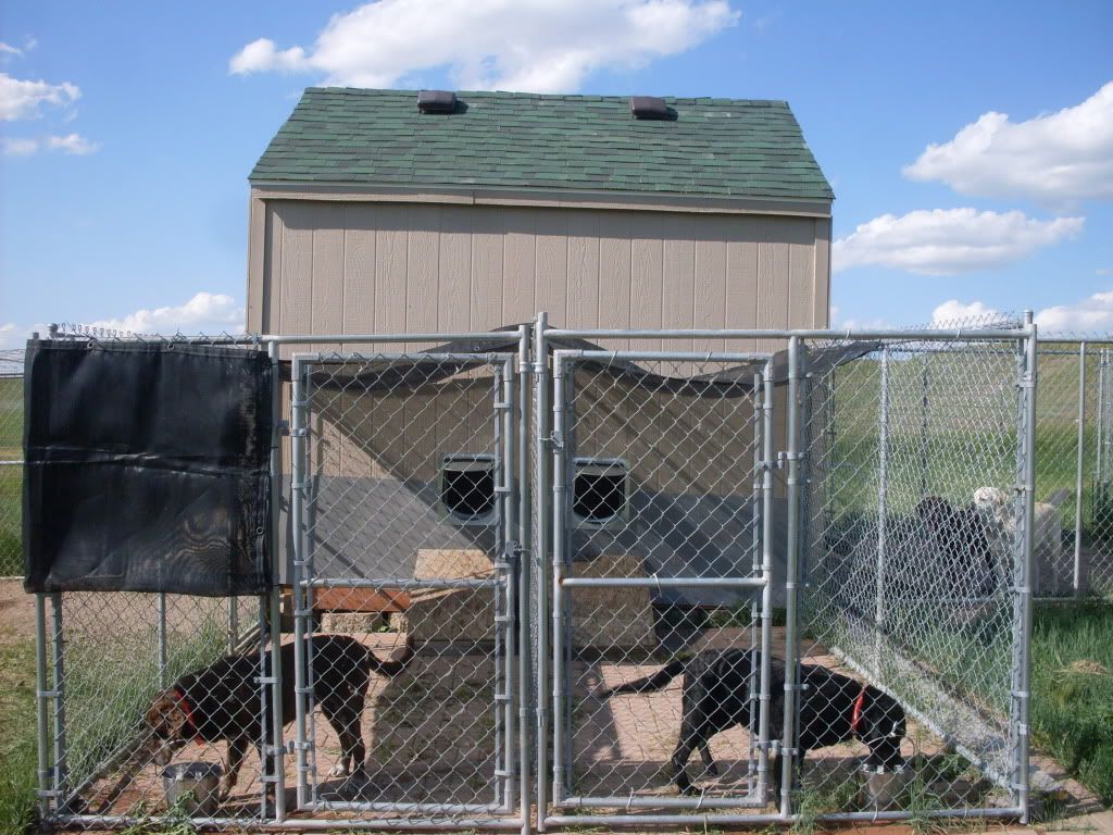 My New Kennels : Hunting Dog Forum