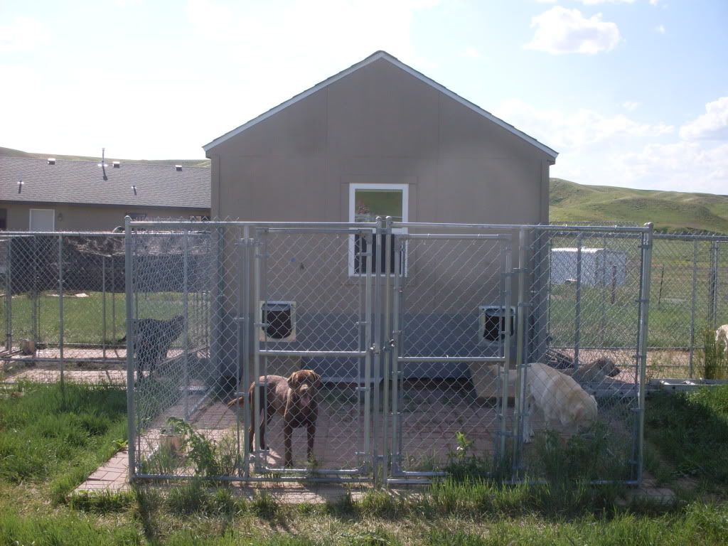 My New Kennels : Hunting Dog Forum