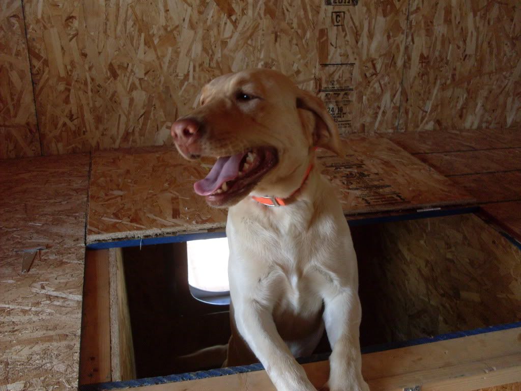 Our Montana Kennels New Jersey Hunters