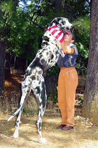 largest dog in world. largest dog in world.