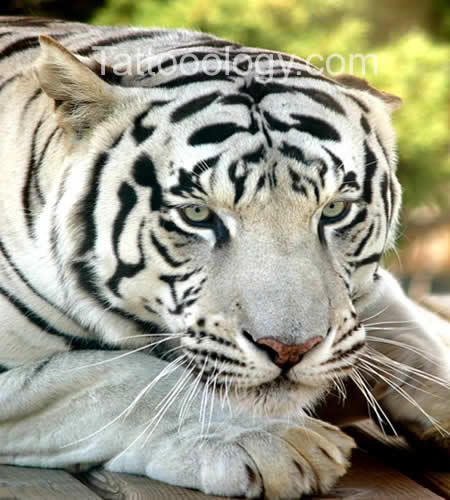 You're the White Tiger. Special, yes, different, no.