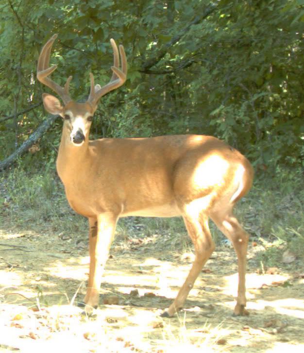 buck0814d.jpg