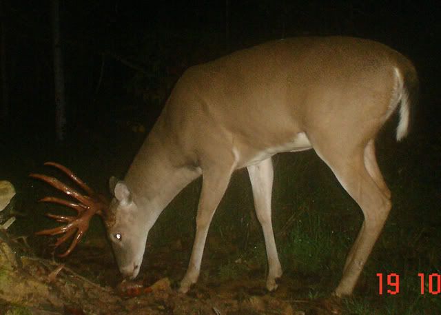 buck0912a.jpg