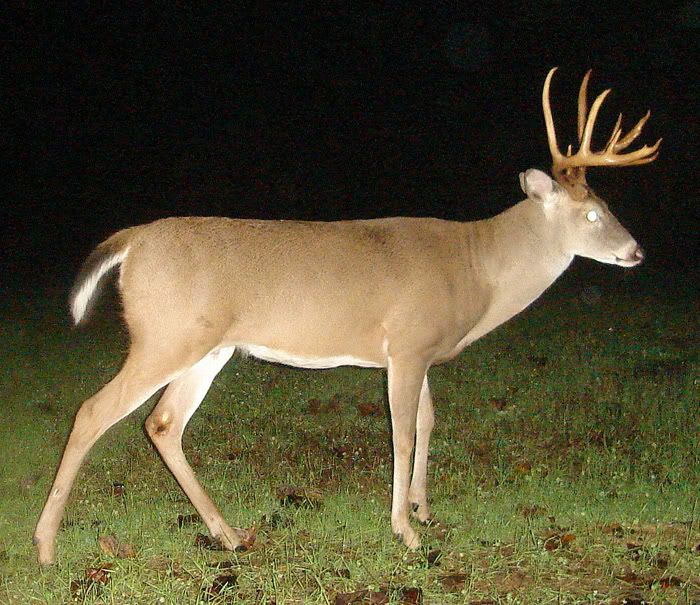 buck0912e.jpg