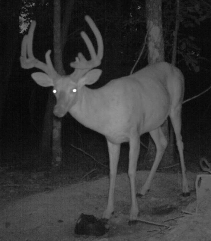 buck1004c.jpg