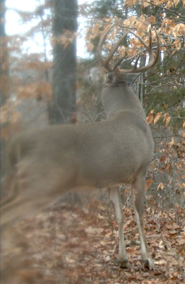 buck1029b.jpg