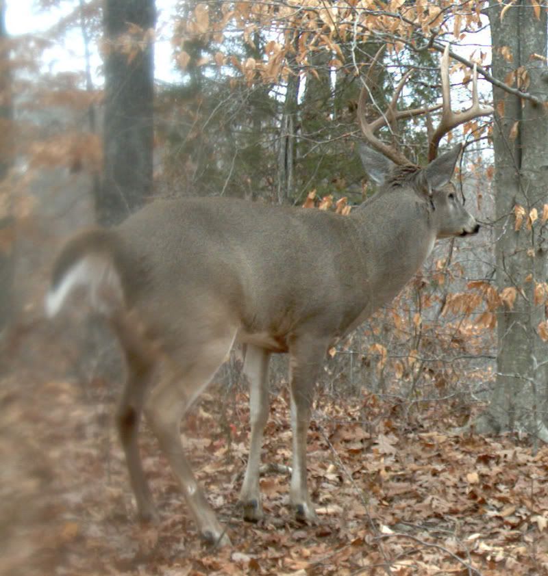 buck1029e.jpg