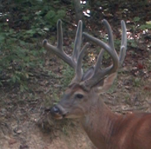 buck1106a.jpg