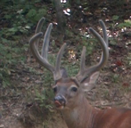 buck1106b.jpg