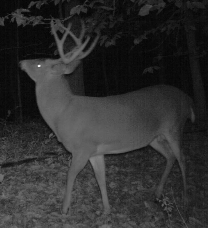 buck1106h.jpg