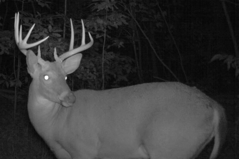 buck1107f.jpg