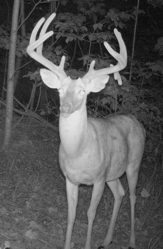 buck1114c.jpg