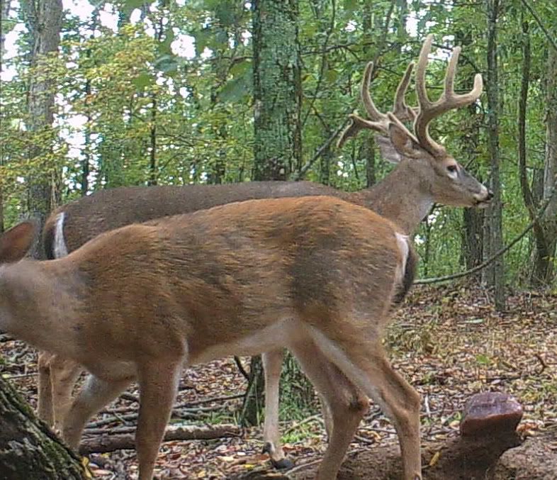 buck1114e.jpg