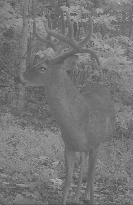 buck1114f.jpg