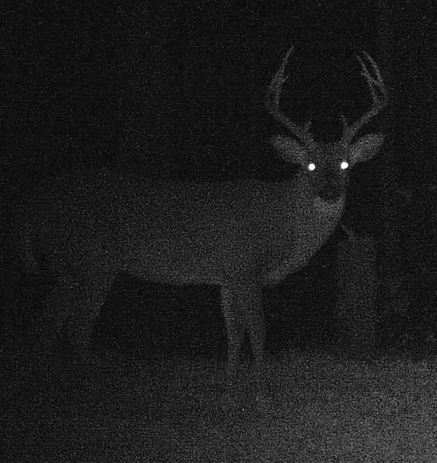 buck1129a.jpg