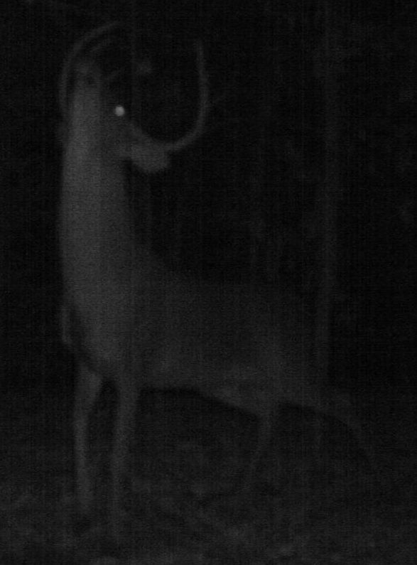 buck1228g.jpg