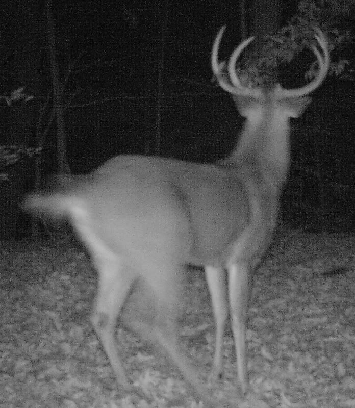 buck1229g.jpg