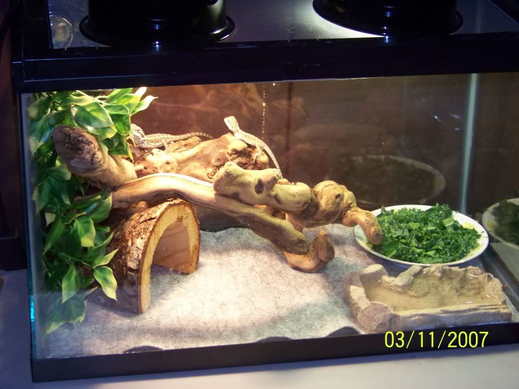  Dragon . org â€¢ View topic - how often do bearded dragons shed