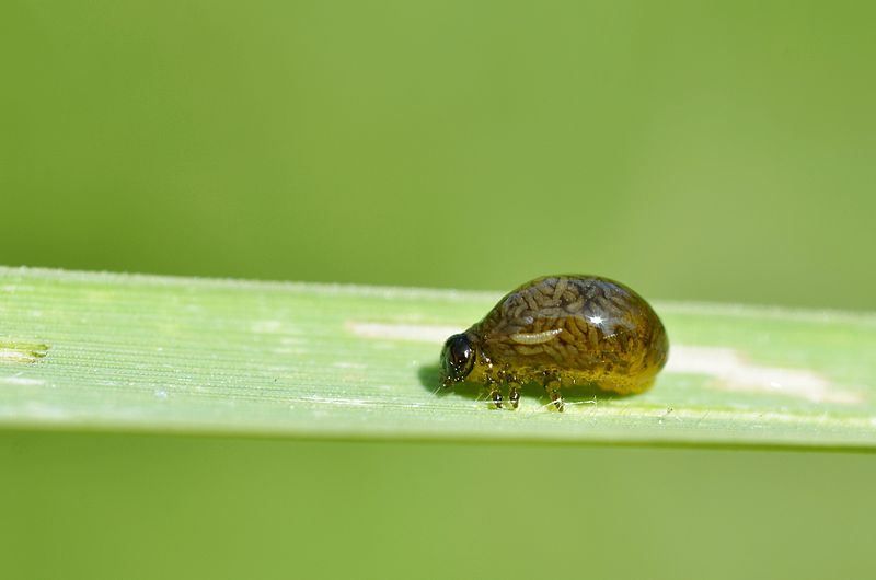 800px-criocerinae_larva_20110603_zps861cbeaa.jpg