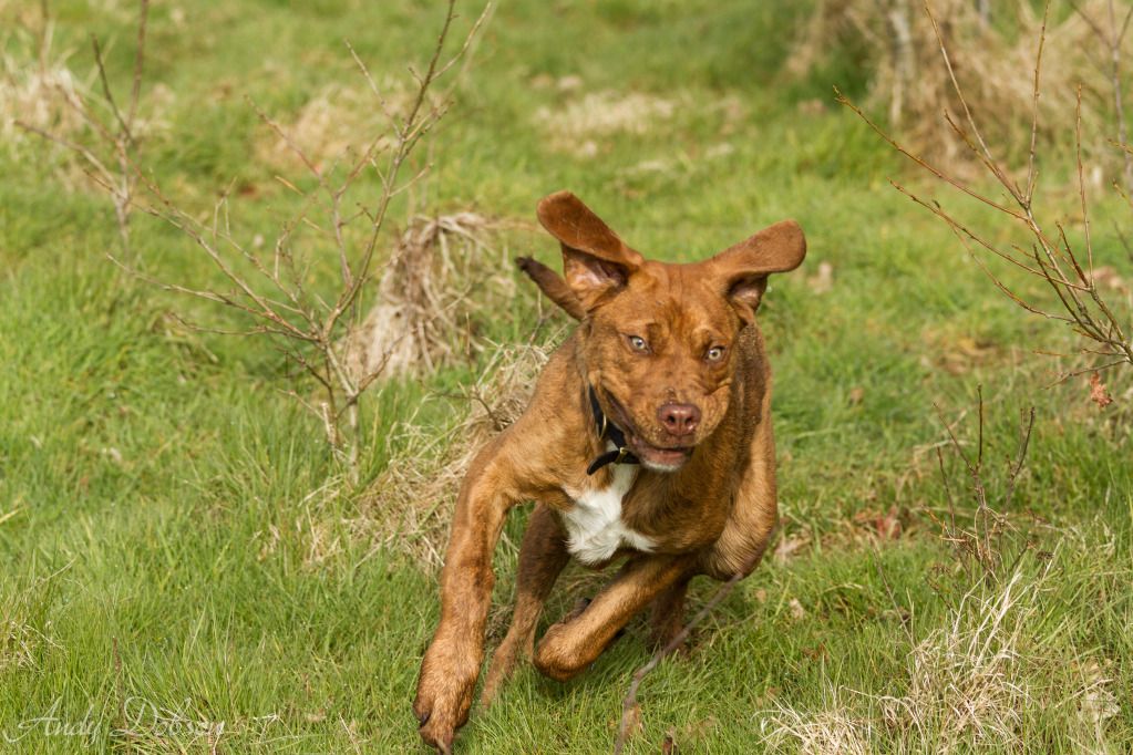 IMAGE: http://i229.photobucket.com/albums/ee21/andy_dobson/Photo%20Album%20for%20Canon/Cookierunning-1.jpg