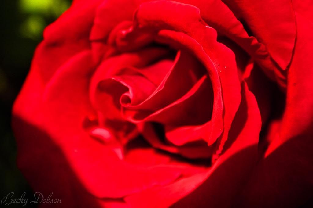 IMAGE: http://i229.photobucket.com/albums/ee21/andy_dobson/Photo%20Album%20for%20Canon/Rose-1.jpg