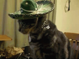 Gato Méxicano 
