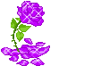 Rosa glitter violeta para hi5