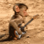 Mono tocando guitarra 