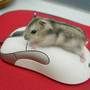 Raton mouse para blog, blogger