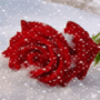Rosa Nieve Amor para hi5