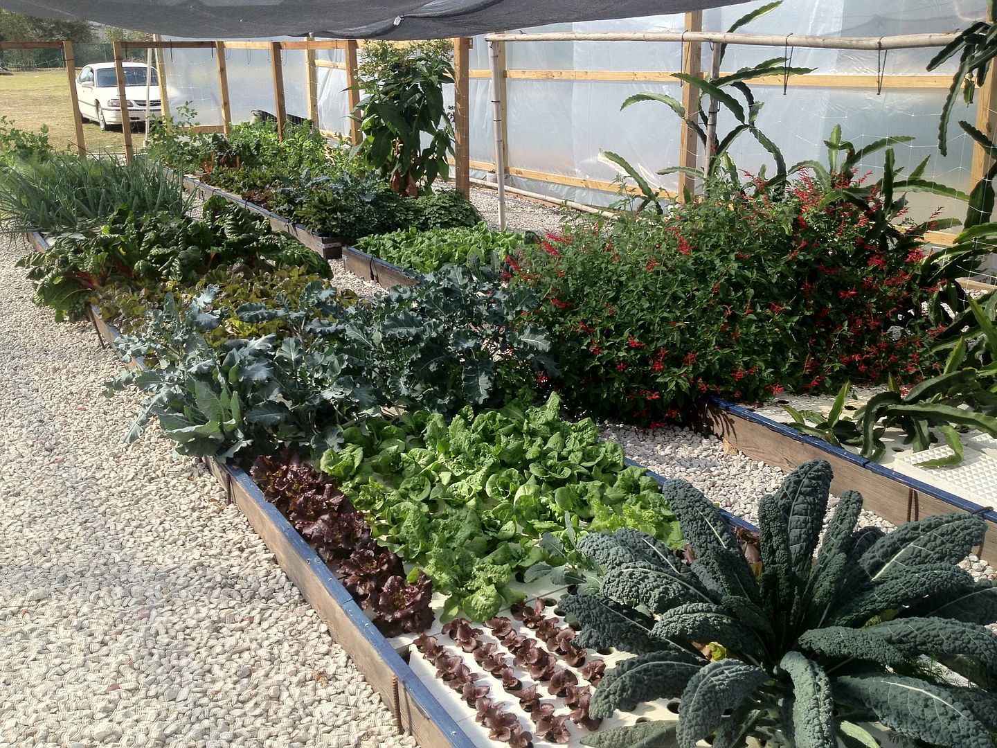 Backyard Aquaponics • View topic - Chatterson Farms is born!