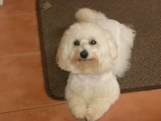 Westie Cross Bichon