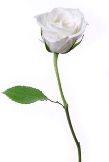 White Rose Pictures, Images and Photos