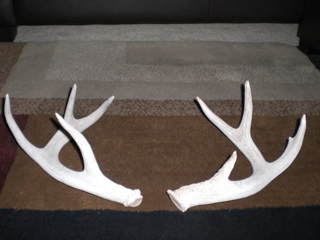 antlers005.jpg